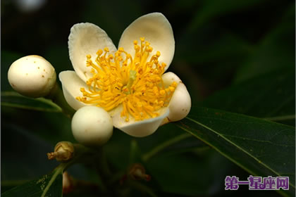 花语大全:木荷的花语是什么?