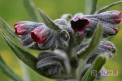 2月20日生日花语：大琉璃草，生日花语安全