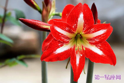 8月16日生日花:孤挺花,生日花语体质虚羽